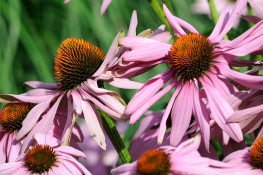 Coneflower