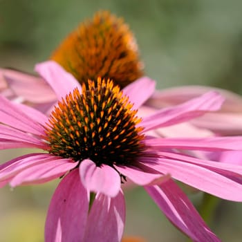 Coneflower