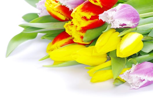 bouquet of the tulips on white background