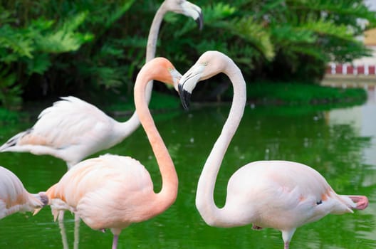 Image of four flamingos in the water