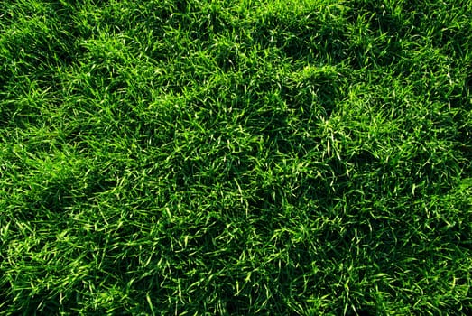 Green grass texture from a  field