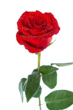 beautiful red rose on a white background