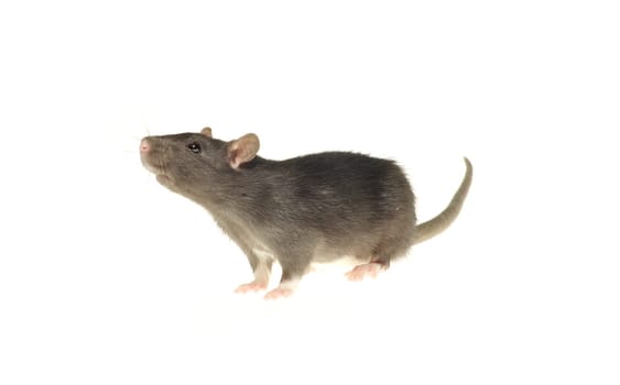 grey rat  isolated on white background
