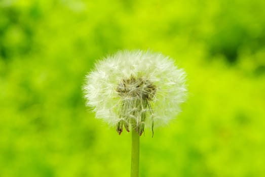 Close up of a dandelion on green
