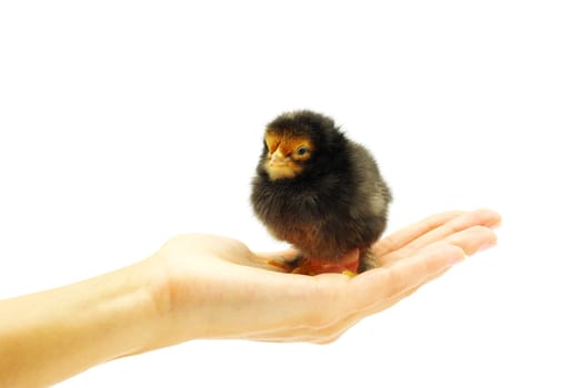 Hand hold caring for a small chicken
