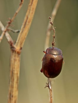 Red-brown leaf beetle (Chrysolina staphylaea)