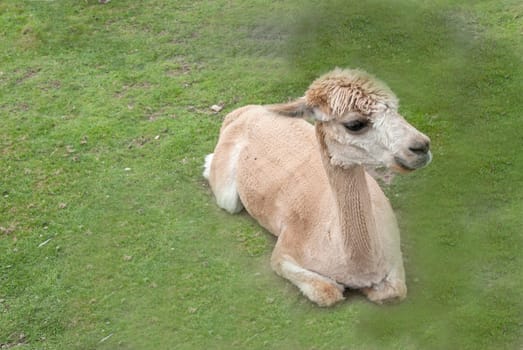 An Alpaca (Vicugna pacos) lying down