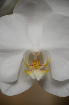 A close up shot of an Orchid outdoors