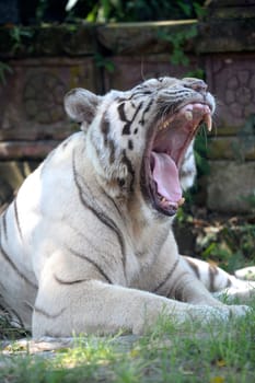 A close up shot of a white Tiger