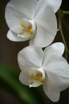 A close up shot of an Orchid outdoors