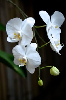 A close up shot of an Orchid outdoors