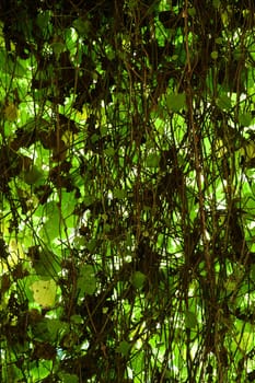 A close up shot of overgrown vines