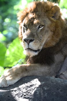 A shot of of an African Lion in the wild