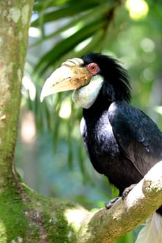 A close up shot of a wild Hornbill