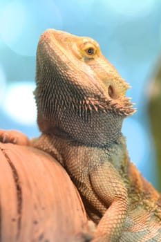 A close up shot of a Bearded Dragon Lizard