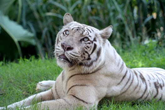 A close up shot of a white Tiger