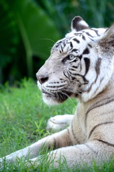 A close up shot of a white Tiger