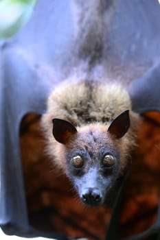 A close up Shot of an Australian Flying Fox