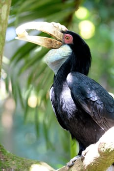 A close up shot of a wild Hornbill
