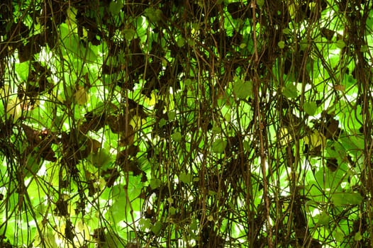 A close up shot of overgrown vines