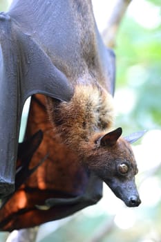 A close up Shot of an Australian Flying Fox