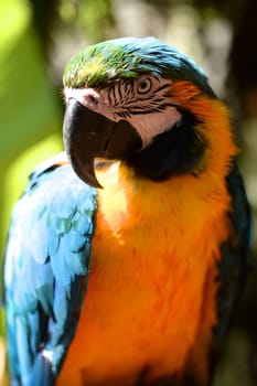 A close up shot of a Macaw Parrot