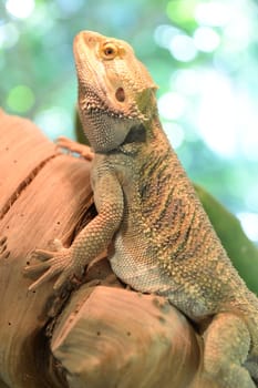 A close up shot of a Bearded Dragon Lizard