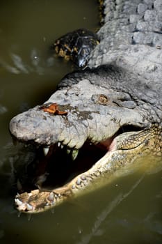 A close up shot of a wild Crocodile