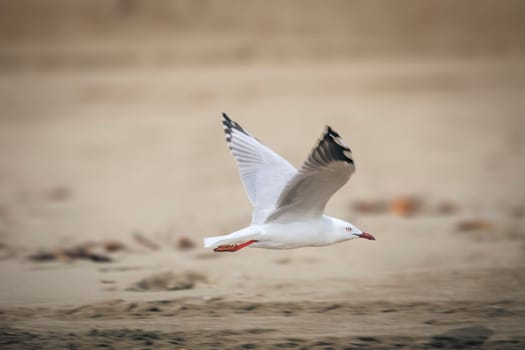 An image of a sea gull in flight at the beach