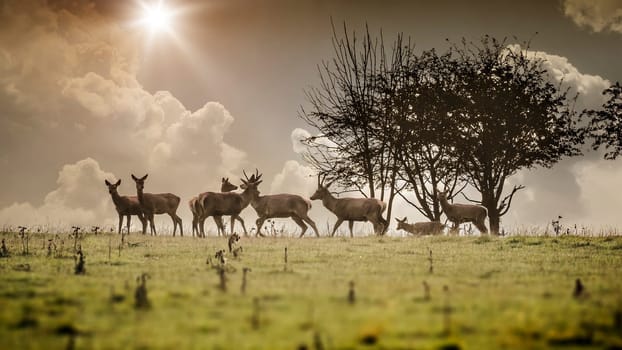 An image of a some nice deer in the morning light