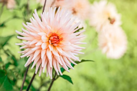 An image of some nice dahlia in the green garden