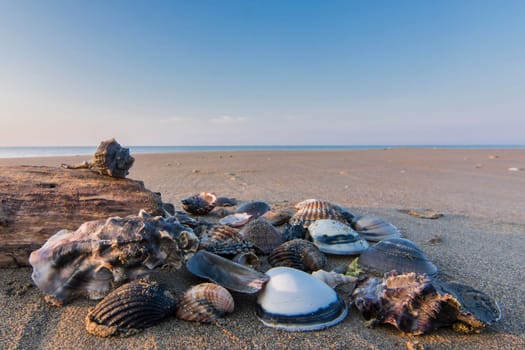 shells and pieces of wood, with the beach in the background