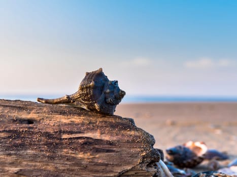 shell on a piece of wood, in the background the beach and the sea