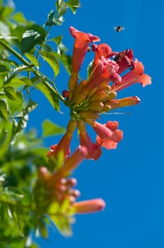Close-up of an American climbing trumpet flower in front of blue sky with an approaching bee at Sommenschein