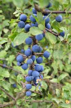 Blackthorn