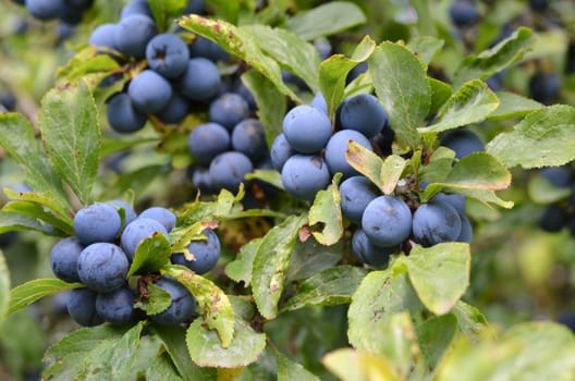 Blackthorn