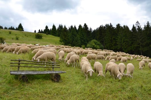 schafherde