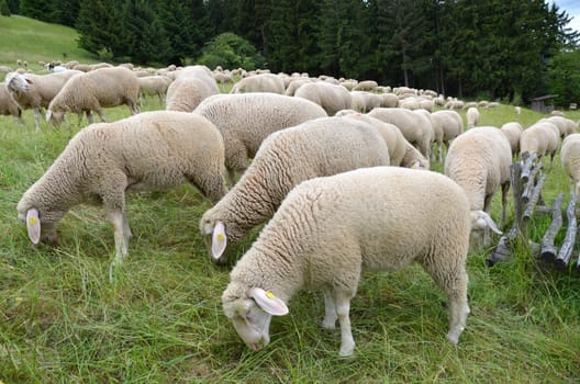 schafherde