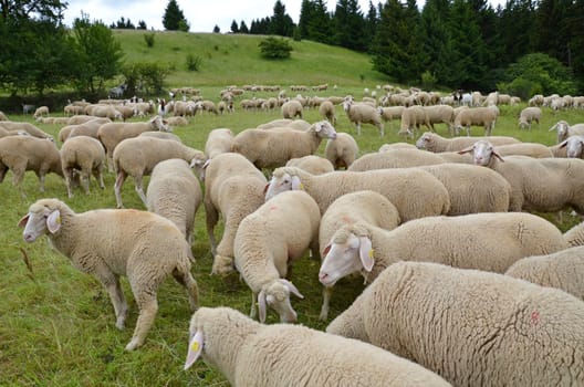 schafherde