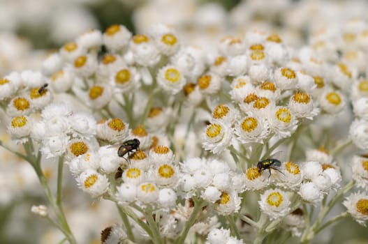 silberaster