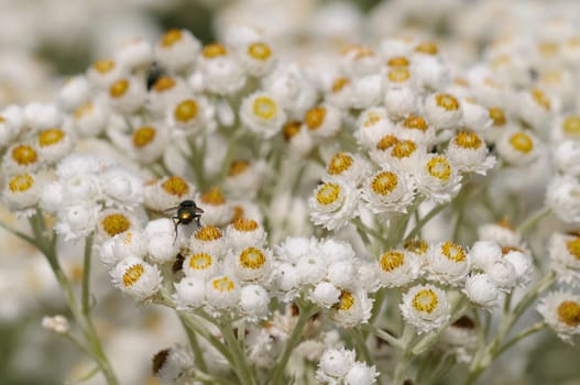 silberaster