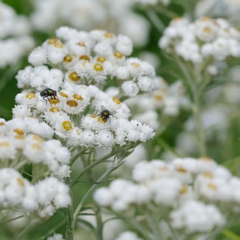 silberaster