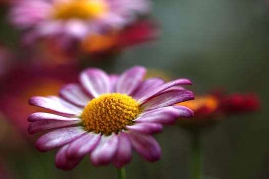 Marguerite