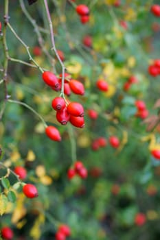 The photograph of rose hips on a dog rose,Rosa canina.