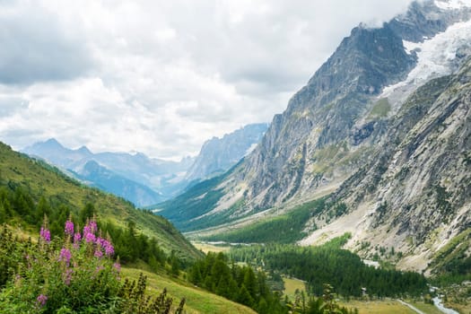 Wild flowers with Val Ferret valley in the background, in Italy, with overcast sky and rocky mountain range