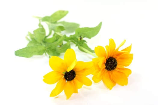 yellow sun hat against a white background