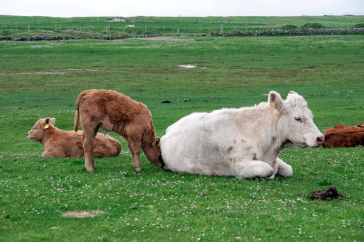 cattle feeding on the green grass of county Kerry Ireland on the wild atlantic way