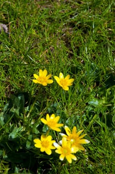 buttercups in a lush green garden lawn in county Kerry Ireland