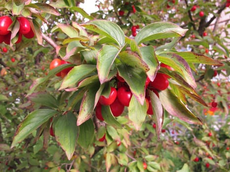 Cornel cherries