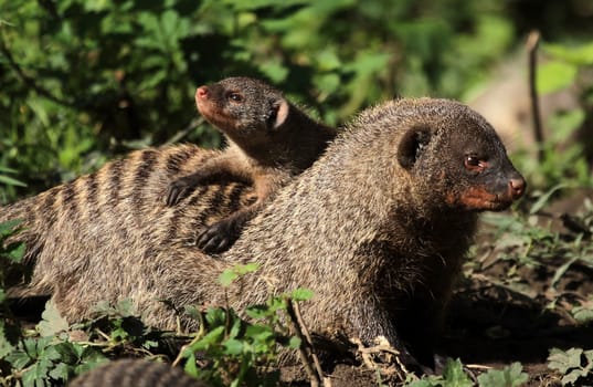 Zebra mongooses